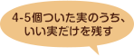 4-5個ついた実のうち、いい実だけを残す