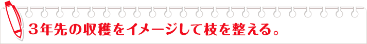 3年先の収穫をイメージして枝を整える。