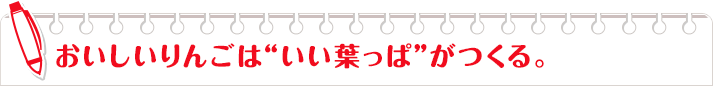 おいしいりんごは"いい葉っぱ"がつくる。