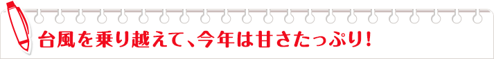 台風を乗り越えて、今年は甘さたっぷり！