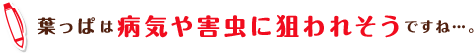 葉っぱは病気や害虫に狙われそうですね…。