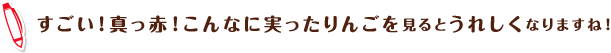 すごい！真っ赤！こんなに実ったりんごを見るとうれしくなりますね！