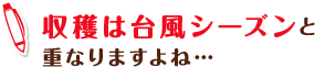 収穫は台風シーズンと