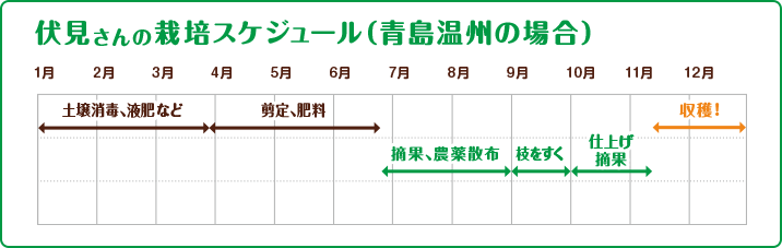 伏見さんの栽培スケジュール（青島温州の場合）