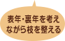 表年・裏年を考えながら枝を整える