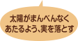 太陽がまんべんなくあたるよう、実を落とす