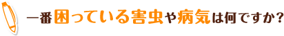 一番困っている害虫や病気は何ですか？