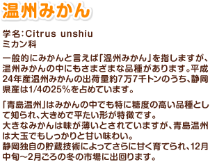 温州みかん 学名：Citrus unshiu ミカン科 一般的にみかんと言えば「温州みかん」を指しますが、温州みかんの中にもさまざまな品種があります。平成24年産温州みかんの出荷量約7万7千トンのうち、静岡県産は1/4の25%を占めています。「青島温州」はみかんの中でも特に糖度の高い品種として知られ、大きめで平たい形が特徴です。大きなみかんは味が薄いとされていますが、青島温州は大玉でもしっかりと甘い味わい。静岡独自の貯蔵技術によってさらに甘く育てられ、12月中旬～2月ごろの冬の市場に出回ります。