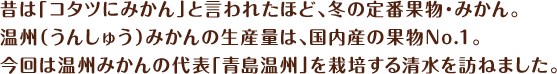 昔は「コタツにみかん」と言われたほど、冬の定番果物・みかん。温州（うんしゅう）みかんの生産量は、国内産の果物No.1。今回は温州みかんの代表「青島温州」を栽培する清水を訪ねました。