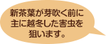 新茶葉が芽吹く前に主に越冬した害虫を狙います。