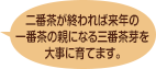 二番茶が終われば来年の一番茶の親になる三番茶芽を大事に育てます。