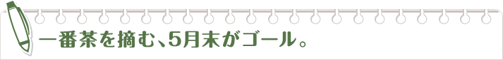 一番茶を摘む、5月末がゴール。