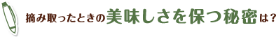 摘み取ったときの美味しさを保つ秘密は？