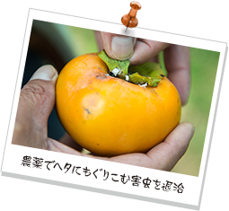 農薬でヘタにもぐりこむ害虫を退治