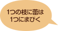 1つの枝に蕾は1つにまびく