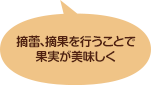 摘蕾、摘果を行うことで果実が美味しく