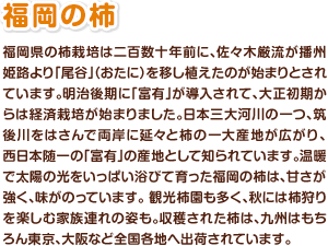 福岡の柿 　福岡県の柿栽培は二百数十年前に、佐々木厳流が播州姫路より「尾谷」（おたに）を移し植えたのが始まりとされています。明治後期に「富有」が導入されて、大正初期からは経済栽培が始まりました。日本三大河川の一つ、筑後川をはさんで両岸に延々と柿の一大産地が広がり、西日本随一の「富有」の産地として知られています。温暖で太陽の光をいっぱい浴びて育った福岡の柿は、甘さが強く、味がのっています。観光柿園も多く、秋には柿狩りを楽しむ家族連れの姿も。収穫された柿は、九州はもちろん東京、大阪など全国各地へ出荷されています。