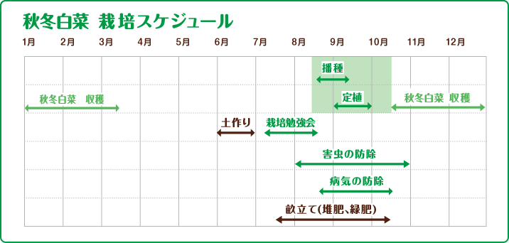 秋冬白菜　栽培スケジュール