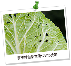 害虫は白菜を傷つける大敵