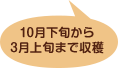 10月下旬から3月上旬まで収穫