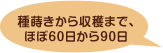 種蒔きから収穫まで、ほぼ60日から90日