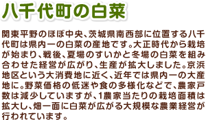 八千代町の白菜　関東平野のほぼ中央、茨城県南西部に位置する八千代町は県内一の白菜の産地です。大正時代から栽培が始まり、戦後、夏場のすいかと冬場の白菜を組み合わせた経営が広がり、生産が拡大しました。京浜地区という大消費地に近く、近年では県内一の大産地に。野菜価格の低迷や食の多様化などで、農家戸数が減少していますが、1農家当たりの栽培面積は拡大し、畑一面に白菜が広がる大規模な農業経営が行われています。