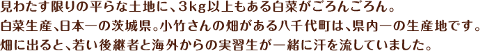 見わたす限りの平らな土地に、3kg以上もある白菜がごろんごろん。白菜生産、日本一の茨城県。小竹さんの畑がある八千代町は、県内一の生産地です。畑に出ると、若い後継者と海外からの実習生が一緒に汗を流していました。