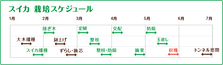 スイカ　栽培スケジュール
