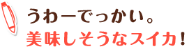 うわーでっかい。美味しそうなスイカ！