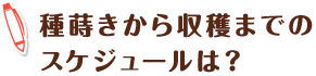 種蒔きから収穫までのスケジュールは？