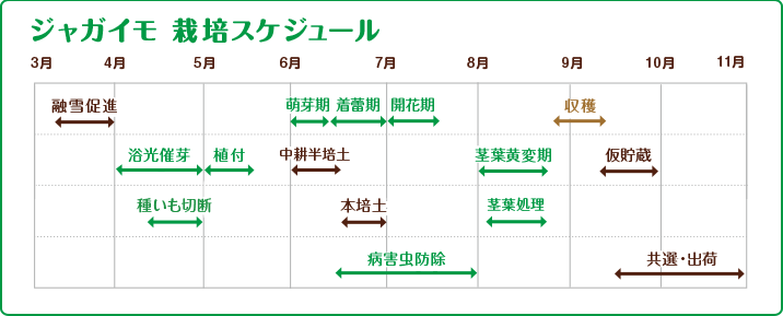 ジャガイモ　栽培スケジュール