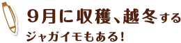 9月に収穫、越冬する ジャガイモもある！