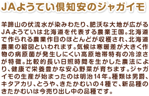 羊蹄山の伏流水が染みわたり、肥沃な大地が広がるJAようていは北海道を代表する農業王国。北海道で作られる農業作目のほとんどが収穫され、北海道農業の縮図といわれます。気候は寒暖差が大きく作物の病原菌が発生しにくい高原地帯特有の冷涼さが特徴。比較的長い日照時間を生かした農法により、健康で栄養豊かな安心野菜が育ちます。ジャガイモの生産が始まったのは明治１４年。種類は男爵、キタアカリ、とうや、きたかむいの４種で、新品種のきたかむいは今売り出し中の品種です。