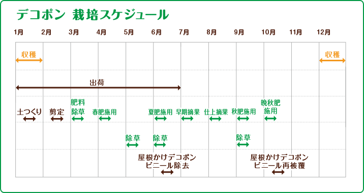 デコポン　栽培スケジュール