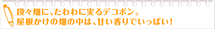 段々畑に、たわわに実るデコポン。 屋根かけの畑の中は、甘い香りでいっぱい！