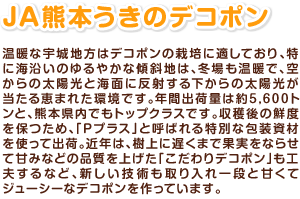 JA熊本うきのデコポン 温暖な宇城地方はデコポンの栽培に適しており、特に海沿いのゆるやかな傾斜地は、冬場も温暖で、空からの太陽光と海面に反射する下からの太陽光が当たる恵まれた環境です。年間出荷量は約5,600トンと、熊本県内でもトップクラスです。収穫後の鮮度を保つため、「Pプラス」と呼ばれる特別な包装資材を使って出荷。近年は、樹上に遅くまで果実をならせて甘みなどの品質を上げた「こだわりデコポン」も工夫するなど、新しい技術も取り入れ一段と甘くてジューシーなデコポンを作っています。