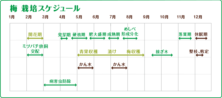 梅　栽培スケジュール