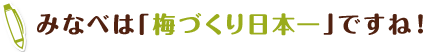 みなべは「梅づくり日本一」ですね！