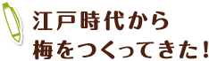 江戸時代から梅をつくってきた！