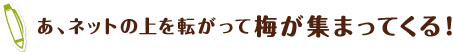 あ、ネットの上を転がって梅が集まってくる！