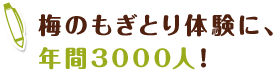 梅のもぎとり体験に、年間3000人！