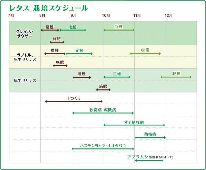 レタス　栽培スケジュール