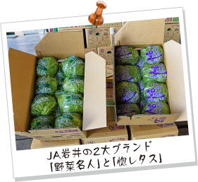 JA岩井の2大ブランド 「野菜名人」と「惚レタス」