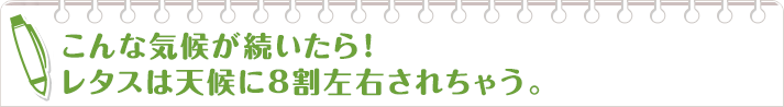 こんな気候が続いたら！ レタスは天候に8割左右されちゃう。