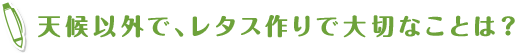 天候以外で、レタス作りで大切なことは？