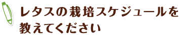 レタスの栽培スケジュールを 教えてください