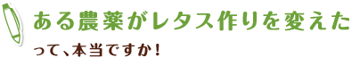 ある農薬がレタス作りを変えた って、本当ですか！