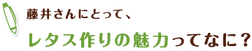 藤井さんにとって、 レタス作りの魅力ってなに？