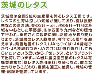 茨城のレタス 茨城県は全国2位の生産量を誇るレタス王国です。レタスの生育は涼しい気候が適しており、夏は長野県などの高冷地、春の3月～5月、秋の9月～11月は茨城を中心とした平野部、冬は四国や九州などの暖地で行われ、季節ごとに栽培に適した産地が移り変わります。茨城県のレタス栽培は、今年で55周年を迎えます。県西地区のレタス（JA北つくば・JA常総ひかり・JA茨城むつみ・JA岩井）は「惚れ惚れ」してもらいたいという思いから、「惚レタス」というブランドで出荷しています。JA岩井農協園芸部のレタスは有機質豊富な「惚レタス専用肥料」を使うなど、健全な土作りからこだわり、農薬を適正に使用し、栽培の管理・記録を徹底しています。