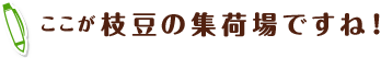 ここが枝豆の集荷場ですね！